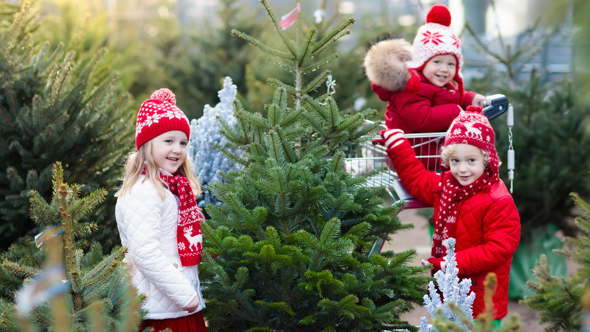 Children choosing Christmas tree