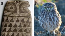A slate carving of an owl next to a photograph of a little owl (Athene noctua).