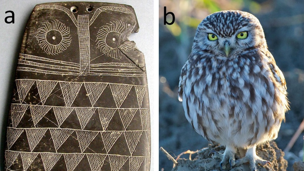 An ancient slate carving of an owl next to a photograph of a little owl (Athene noctua).