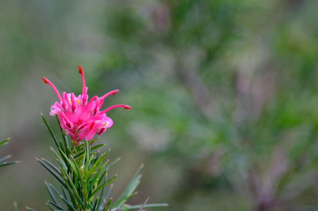 Fujifilm XF 500mm F5.6 R LM OIS WR