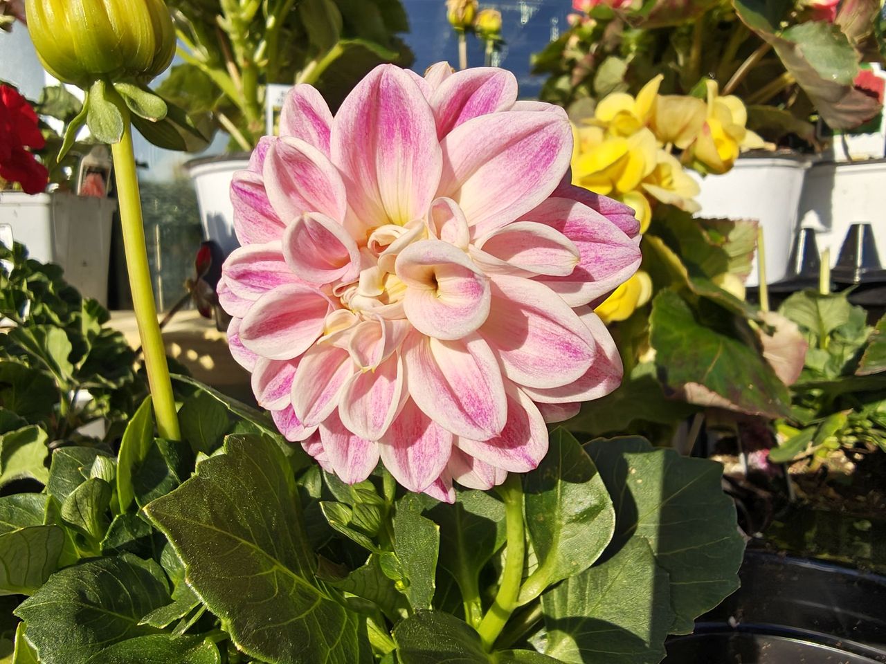 Motorola Razr Ultra 2026 camera sample.