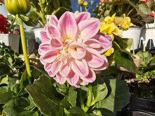 Motorola Razr Ultra 2026 camera sample.