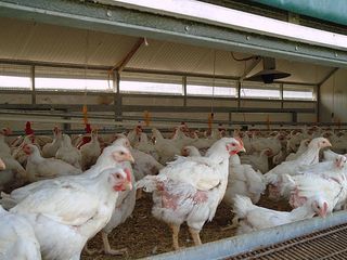 Hens lay 1.8 trillion eggs for consumption every year, and 99 percent of those hens are housed in cramped cages where they never see the sun or soil.