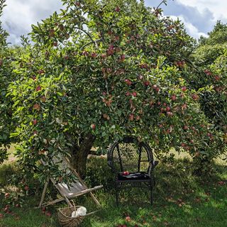 wooden chairs in a apple garden