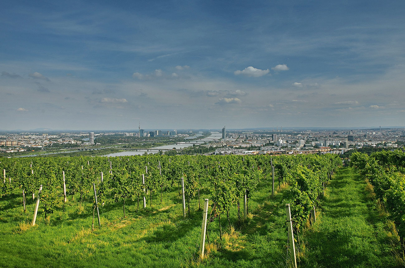 Stift Klosterneuburg vines