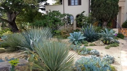 A xeriscaped garden with dry plants and gravel mulch