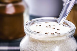 Ants on top of a jar of sugar