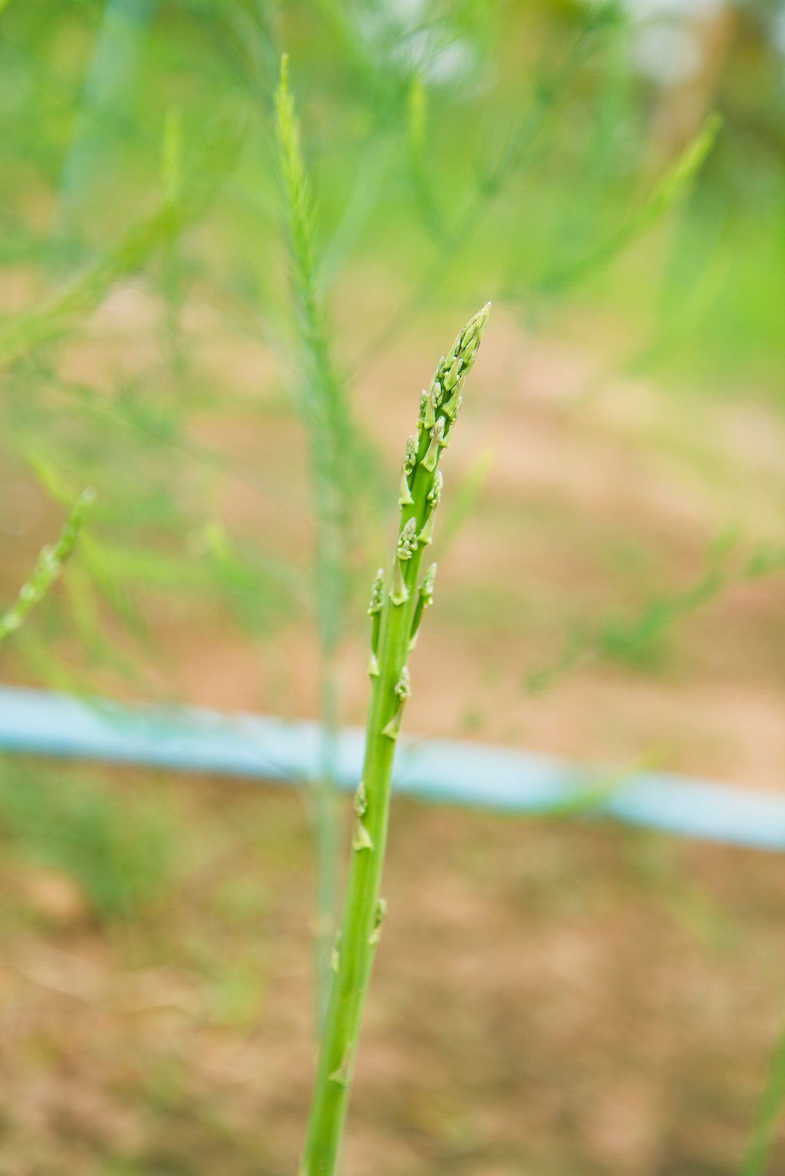 Thin Asparagus Spears