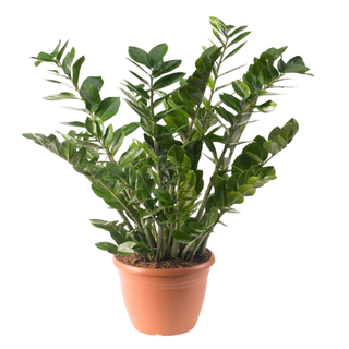 A Zamioculca Zamiifolia Houseplant from Amazon