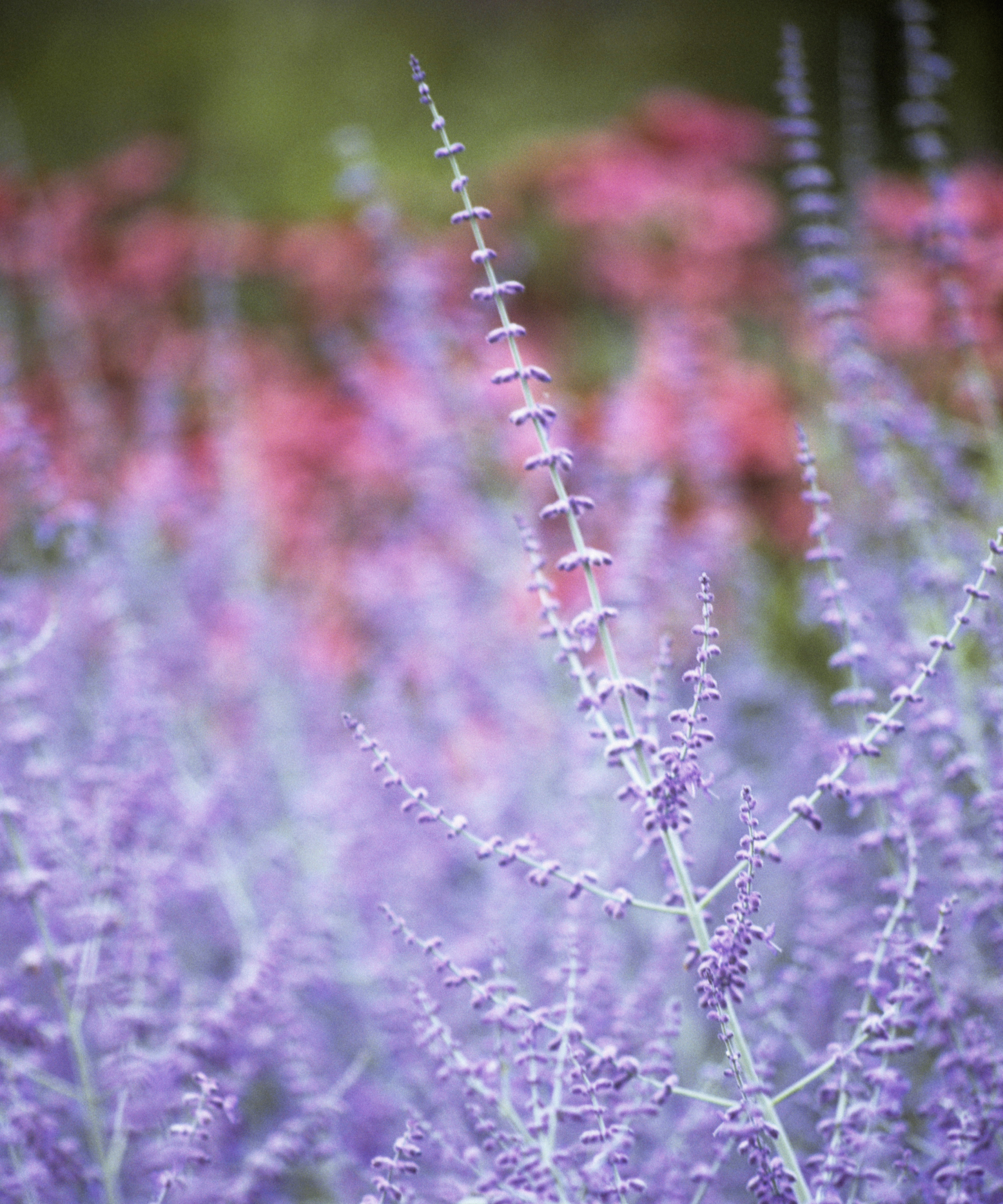 The purple flower spires and silvery stems of Russian sage growing as an accent plant in a garden