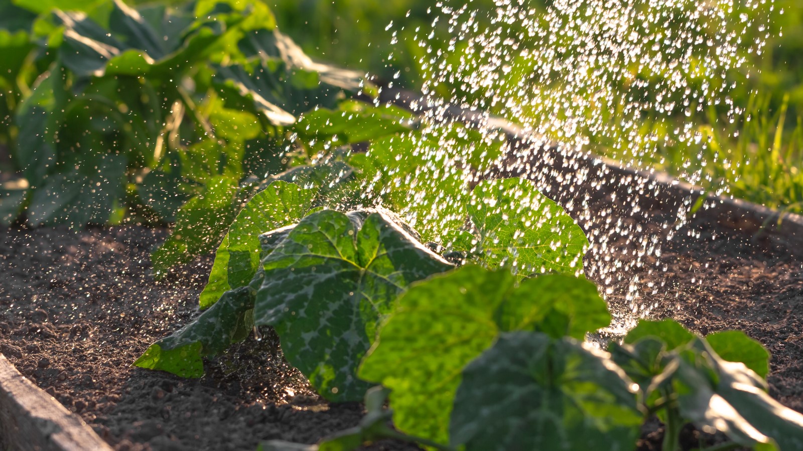 Watering the Garden During a Drought: It's Arid Extra Dry! - HOrT