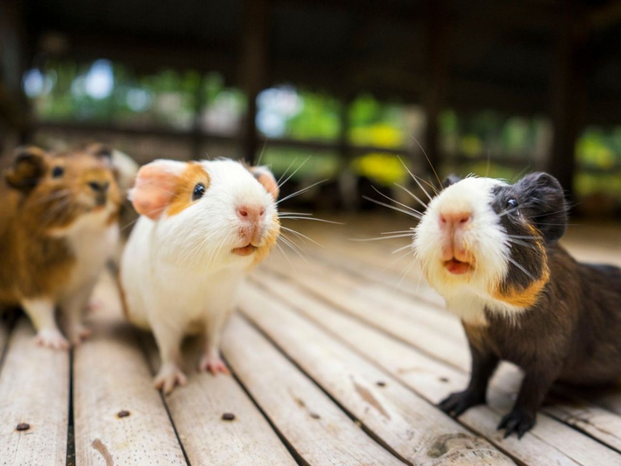 Pet Rodents