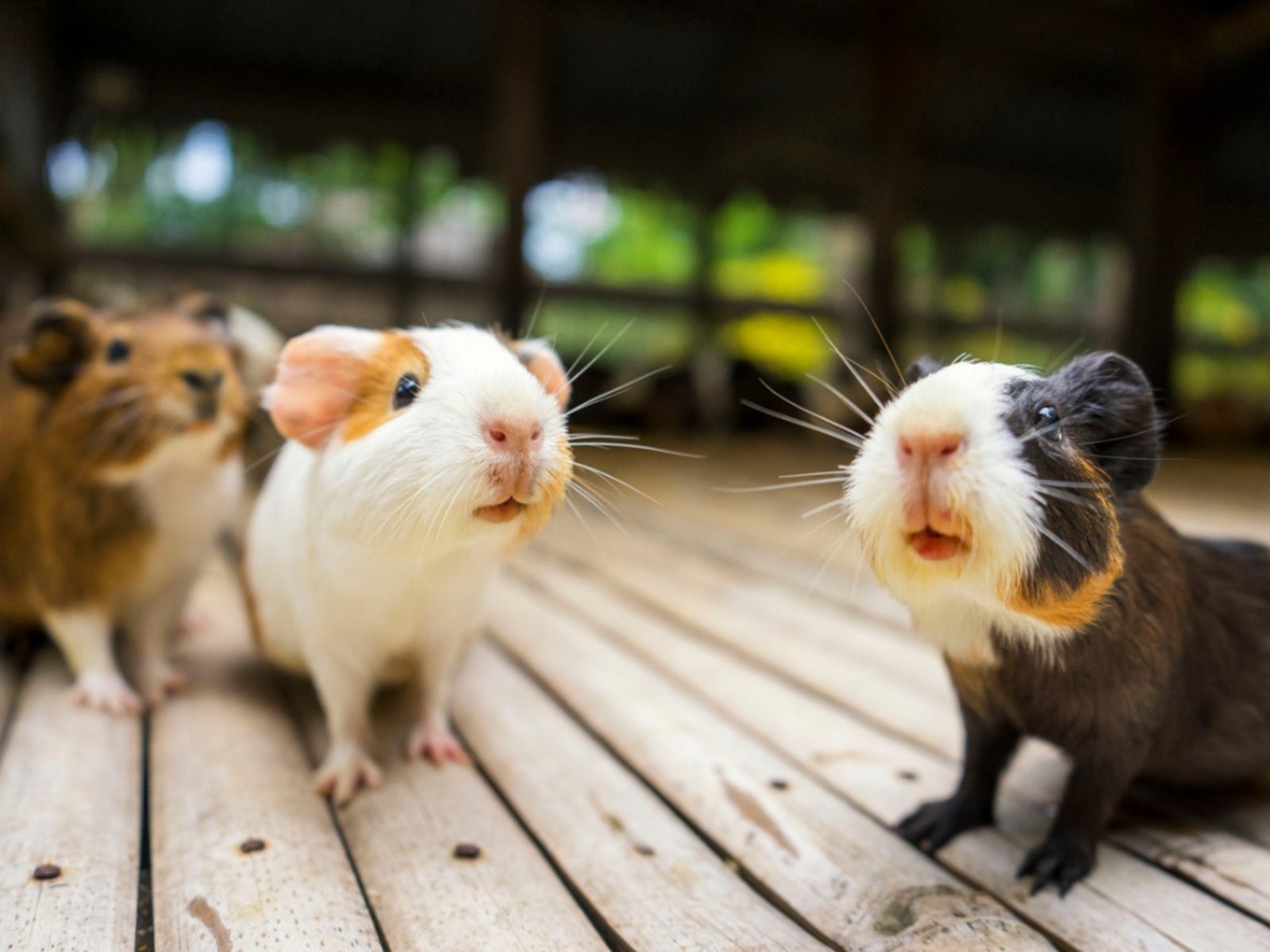 Where to get a best sale pet hamster