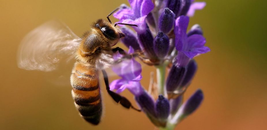 Vertical bee-landing on a flower