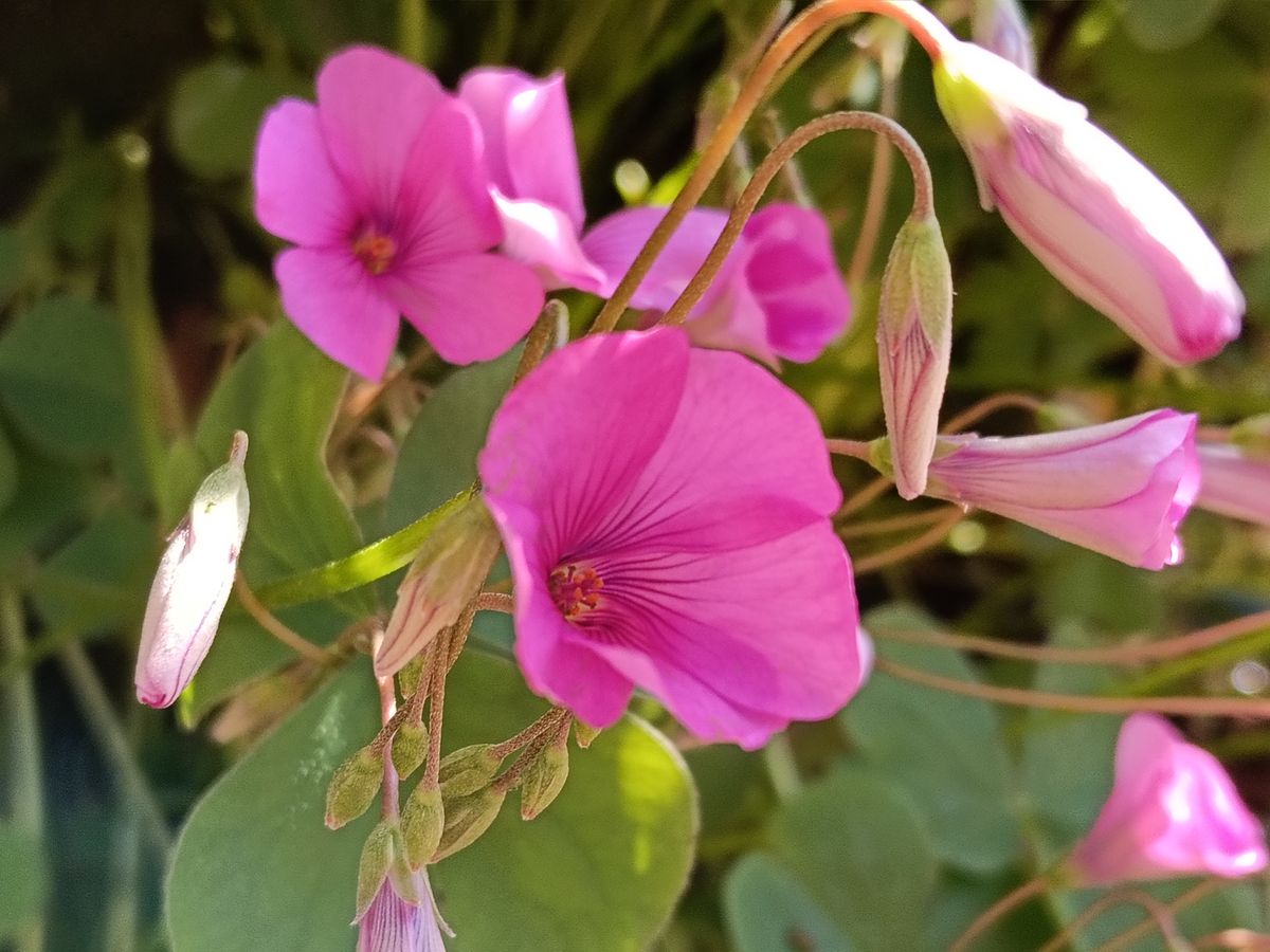 OPPO A5 Pro