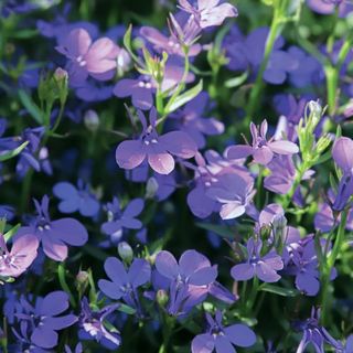 Lobelia, Crystal Palace Blue