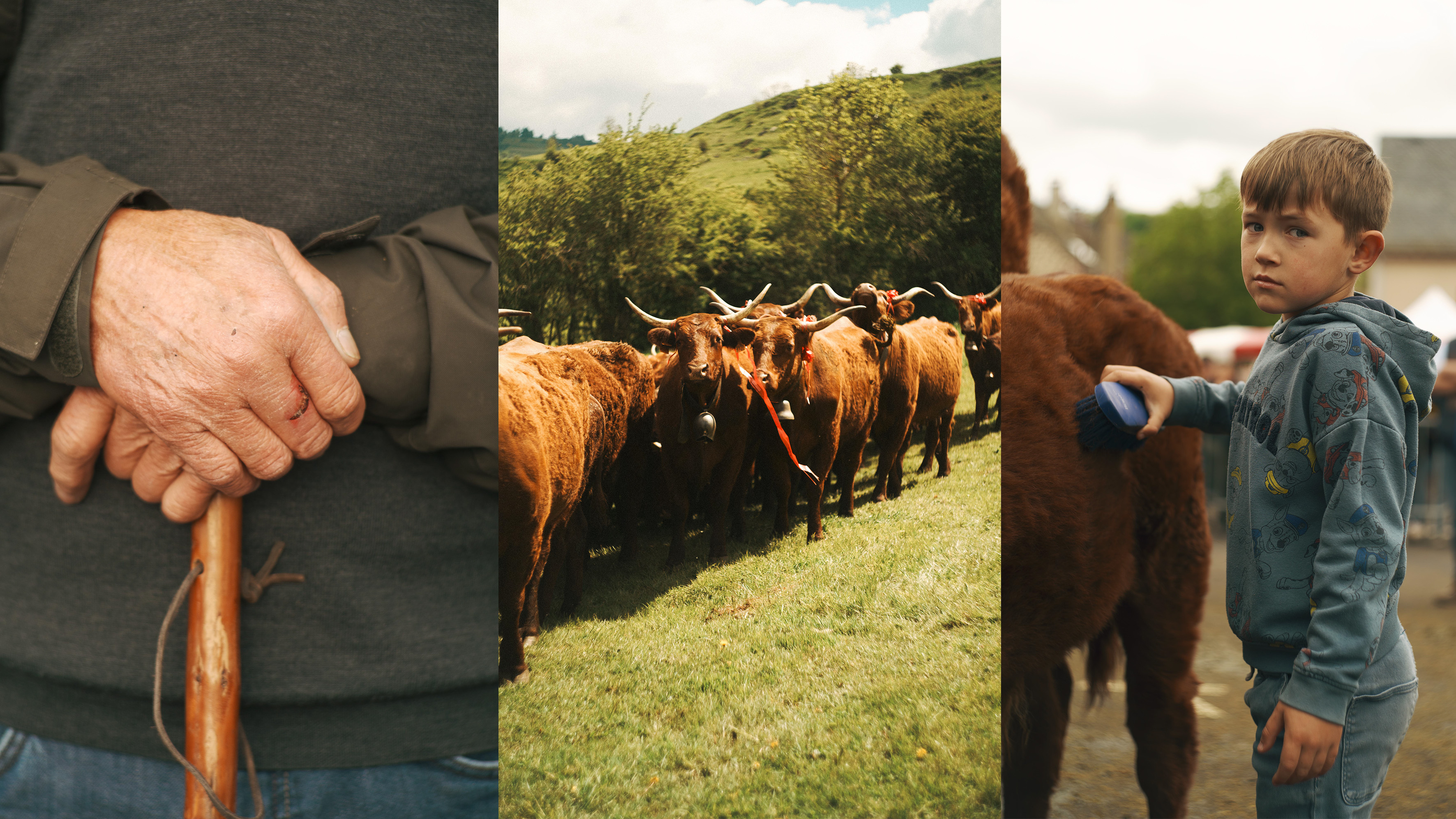 Cows.