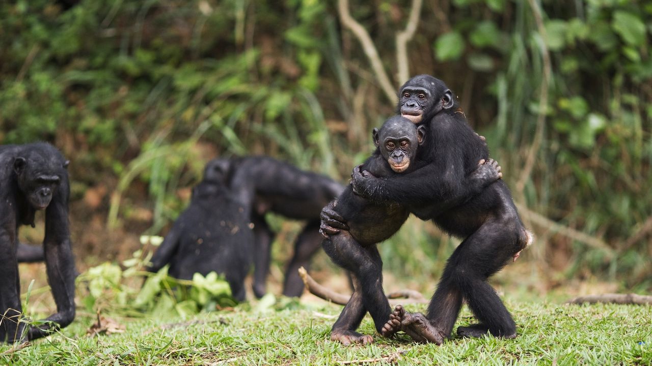 two young bonobos hug each other with more bonobos in the background