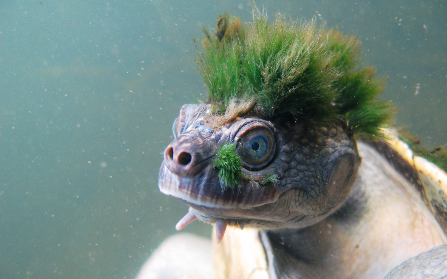 does anyone know who this is?? a bright green turtle with flippers, a tuft  of hair and a dark green tiedye shell. closest to it i've found is Barnes,  but he has