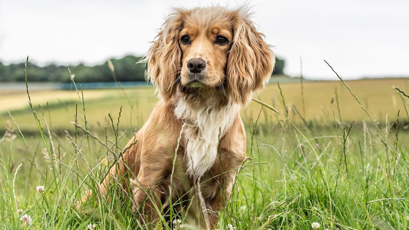 Tan Working Cocker spaniel