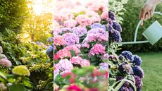 Three pictures of hydrangeas blooming - a cluster of green and blue hydrangeas with sunlight shining on them, pink, blue and purple hydrangeas in the middle, and a blue watering can watering purple hydrangeas