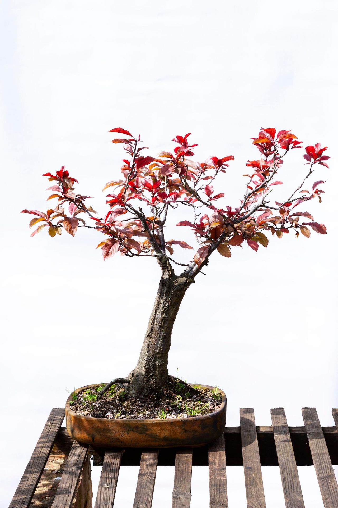 10 fruit trees you can grow in pots to elevate even tiny outdoor spaces