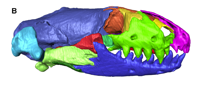 worm lizard CT skull