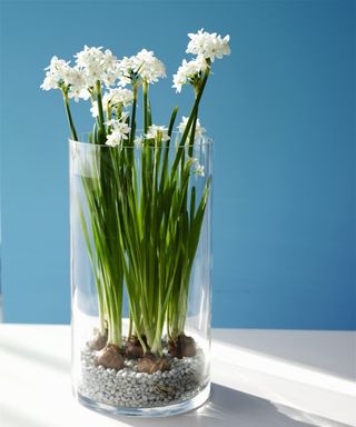 Paperwhites in glass vase on blue background