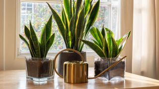 picture of three snake plants with a watering can in the front