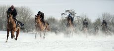 The-Thoroughbred-Rehabilitation-Centre.jpg
