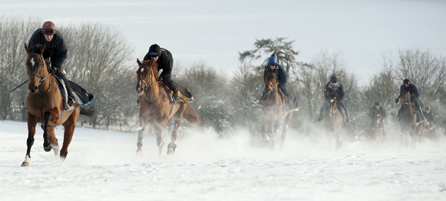 The-Thoroughbred-Rehabilitation-Centre.jpg
