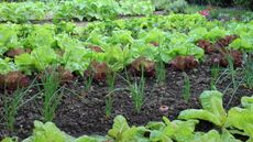 Rows of crops growing in a vegetable garden