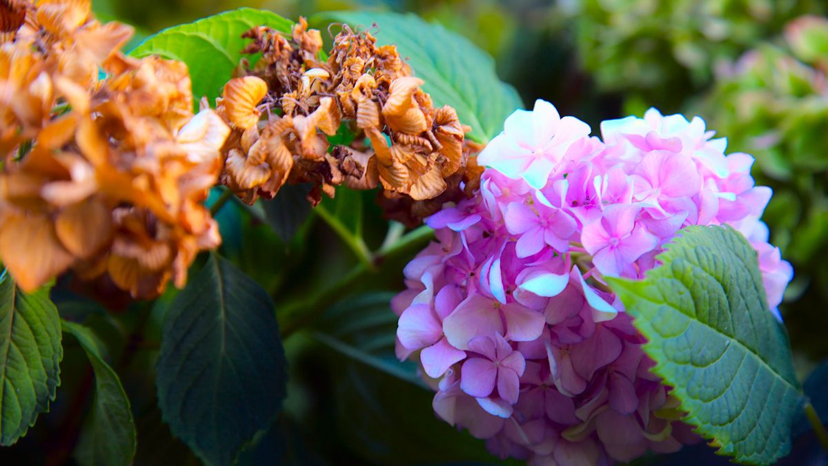 Can I Revive My Brown Hydrangea? Essential Steps to Save Your Heat-Stressed Shrub in August
