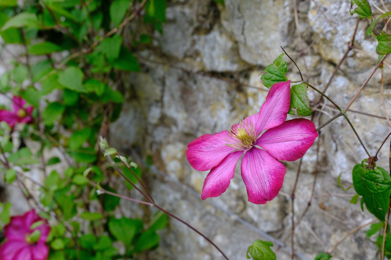 Images captured on the Fujifilm X-T50