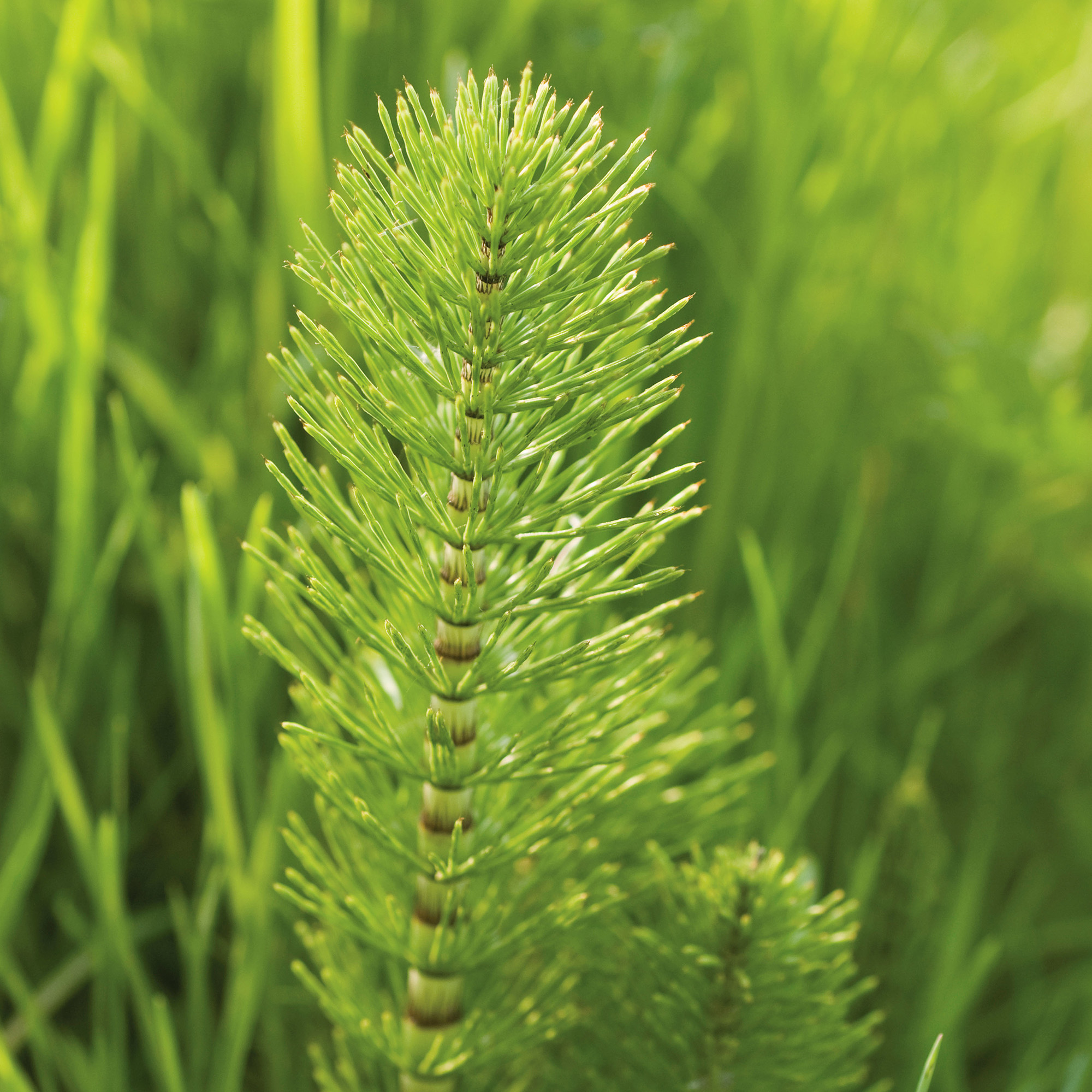 close up of horsetail weed