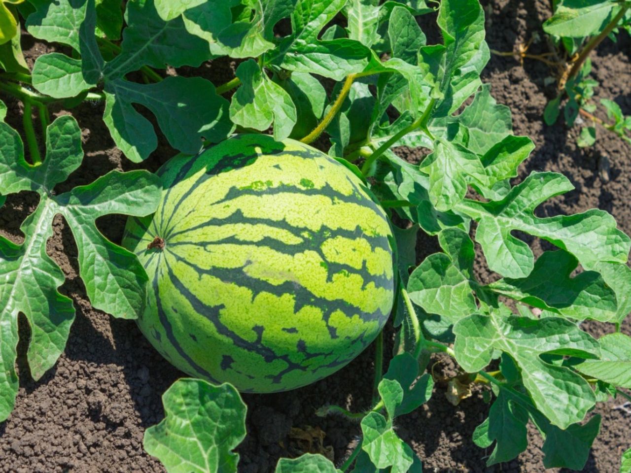 Gummy Stem Blight On Watermelon Plant