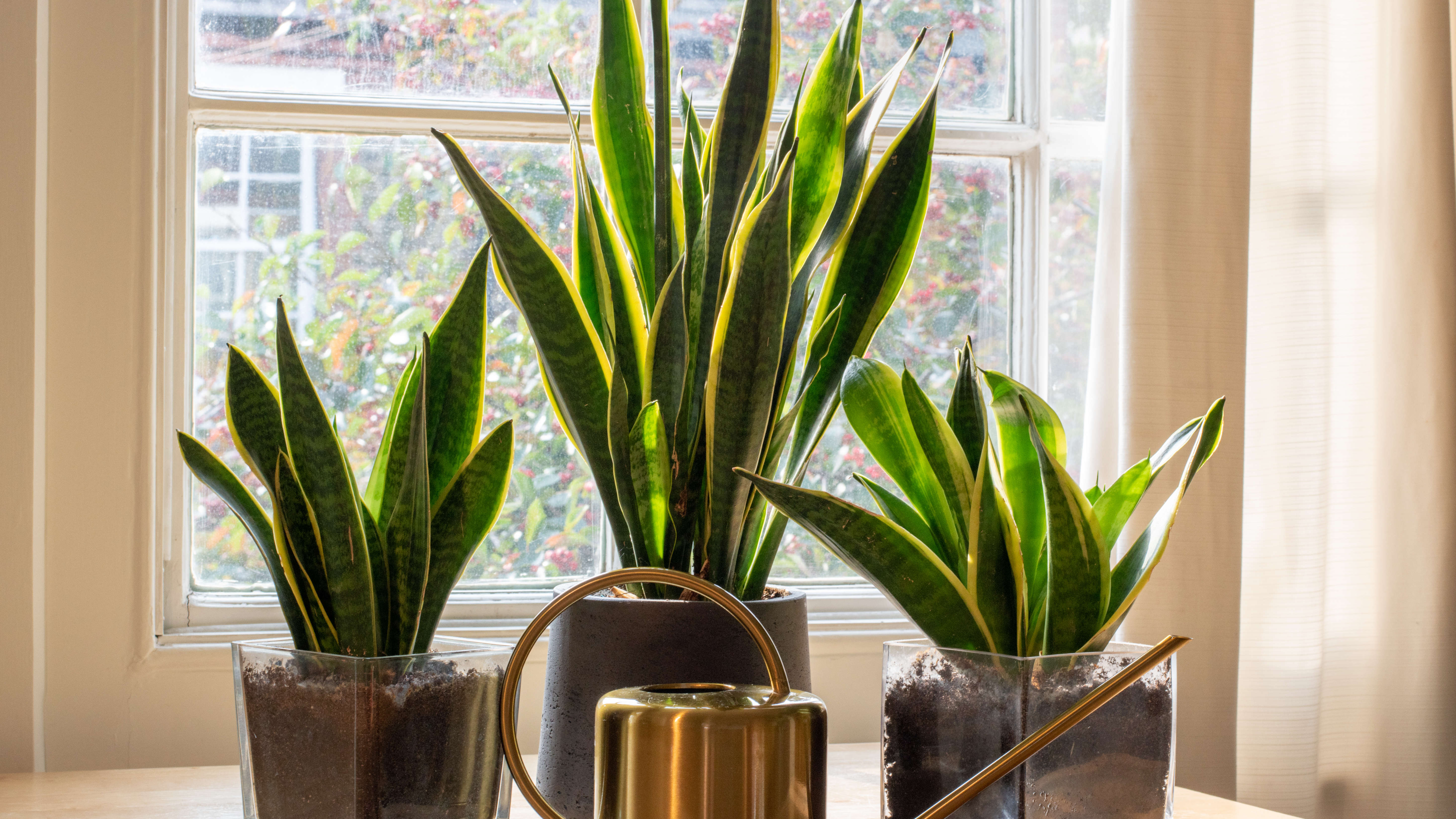 5 best indoor screening plants to protect your privacy | Tom's Guide