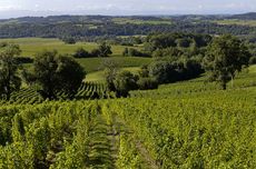 Cabidos, petit manseng