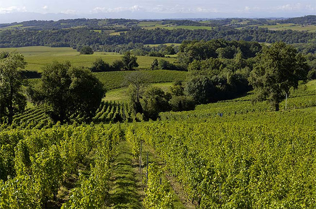 Cabidos, petit manseng