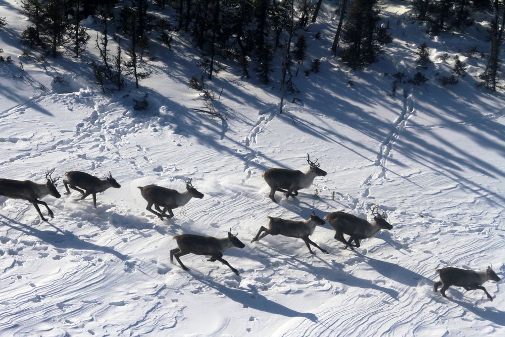 Caribou, reindeer, endangered animals