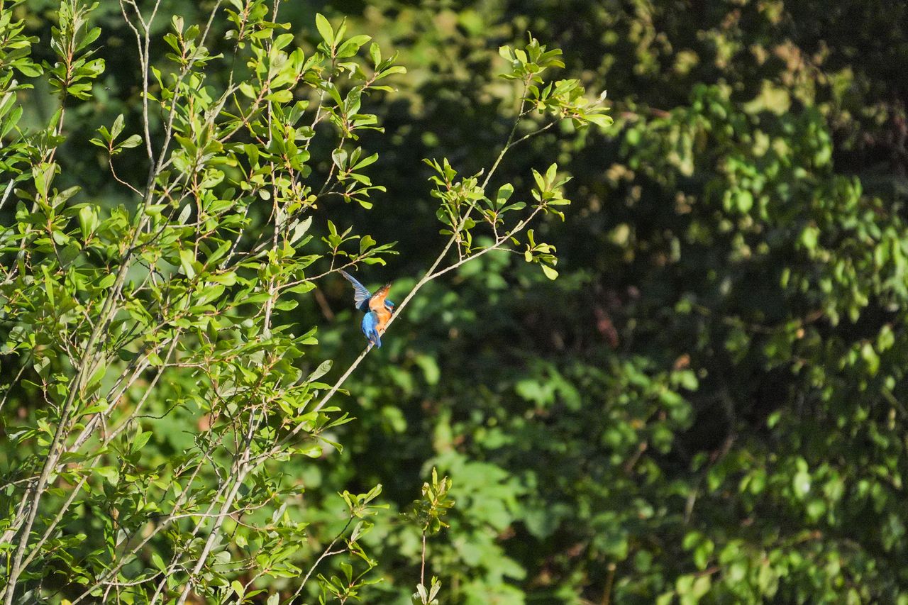 A photo taken on a Sony RX10 V bridge camera