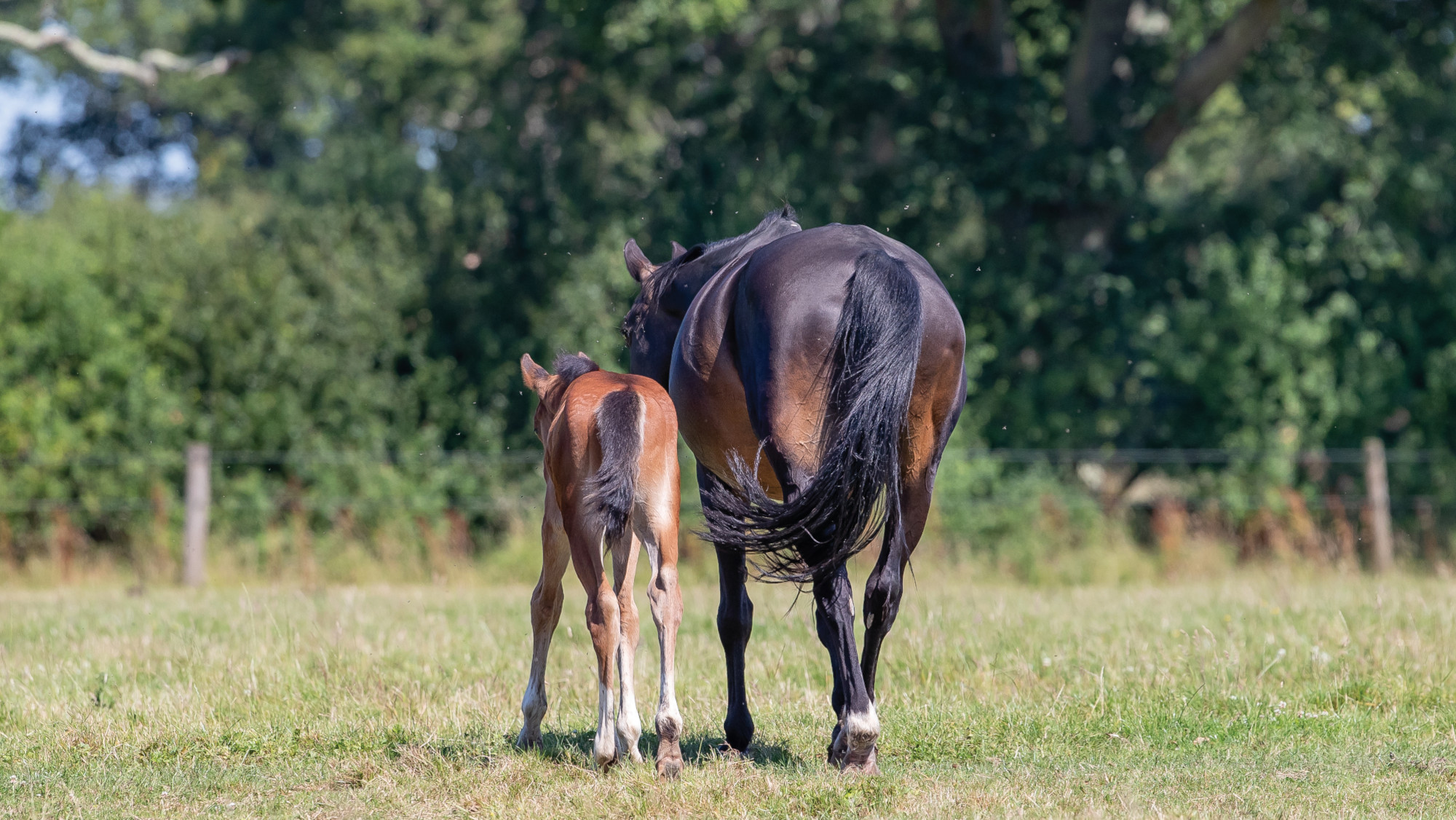 Pictured a mare and foal in a field. 