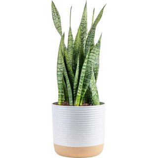 A snake plant