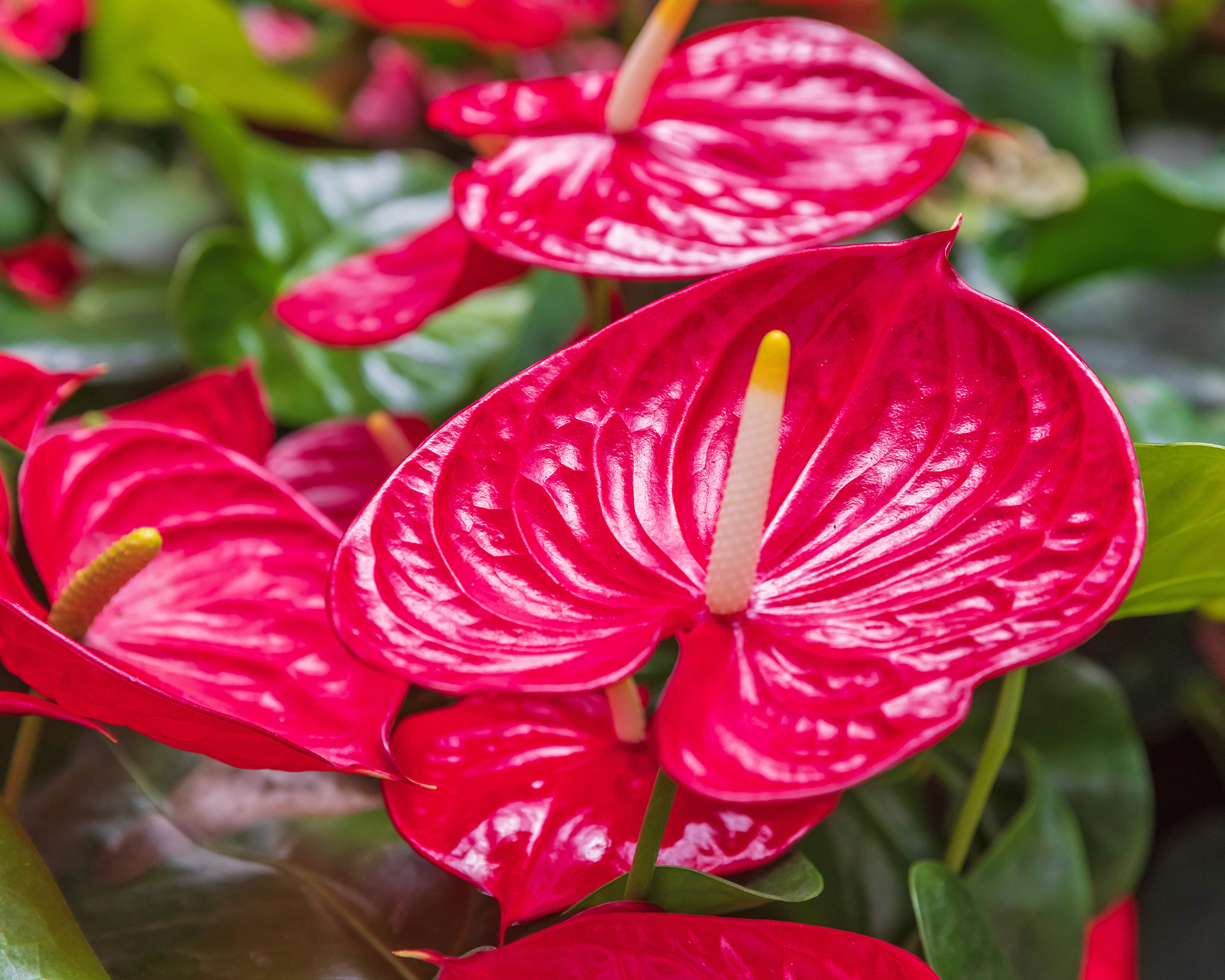 Side view on the bright ripe red anthurium flowers