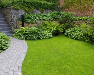 lush green lawn surrounded by hostas and other planting