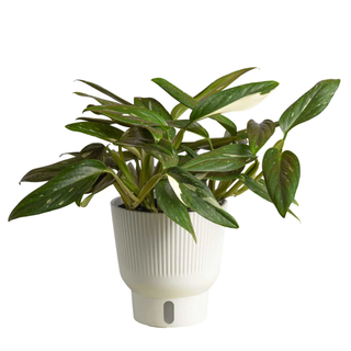 Costa Farms Live 12-inch Tall, Trending Tropicals Collection Monstera Cobra