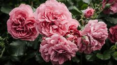 clusters of pink roses growing in garden