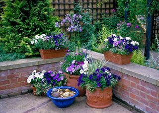 Purple and lilac plants in summer containers