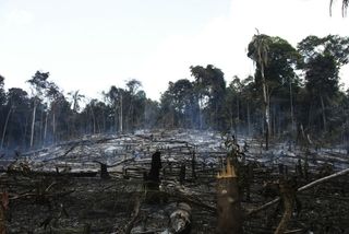 Burned forest on Awa land.