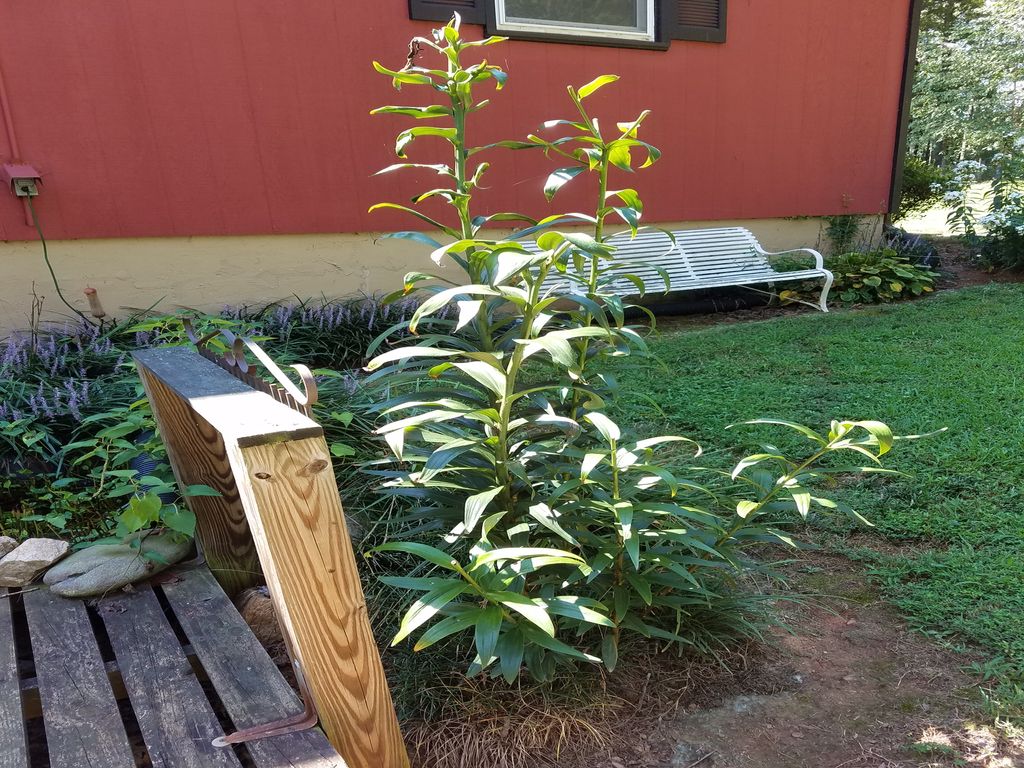 Propagating Lilies By Division When And How To Divide Tree Lily Bulbs